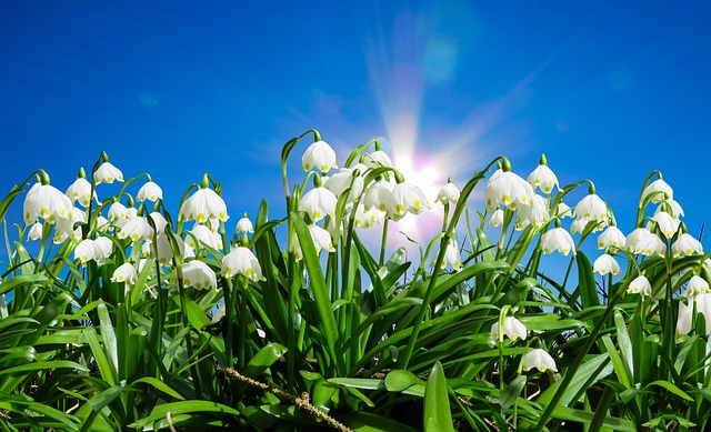 A group of snowdrops under a blue sky with the sun behind them